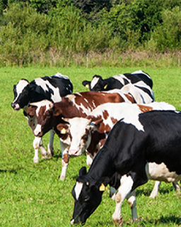 Livestock & Poultry